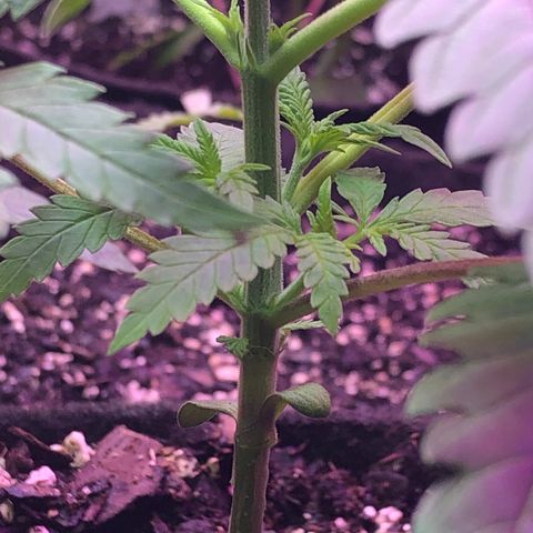 G13 growlog photo: Looking great 