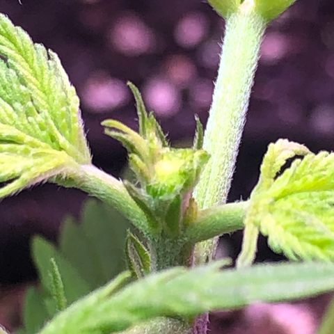 G13 growlog timeline photo