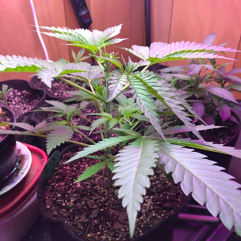 G13 growlog timeline photo