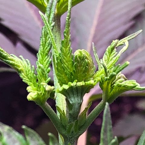 G13 growlog timeline photo