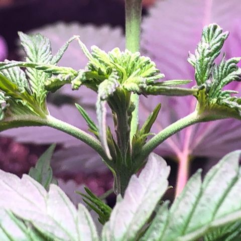 G13 growlog photo: Absofuckinglutly beautiful 