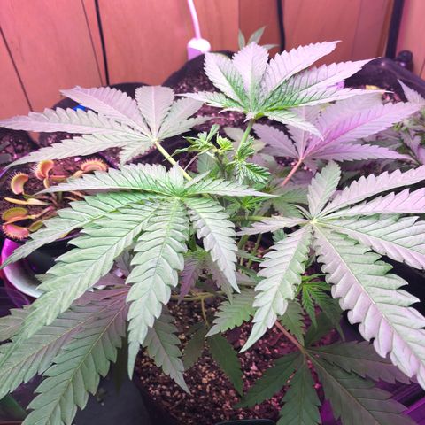 G13 growlog photo: Absofuckinglutly beautiful 