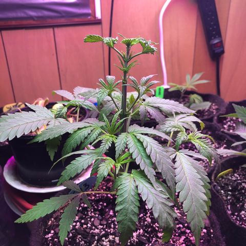 G13 growlog timeline photo