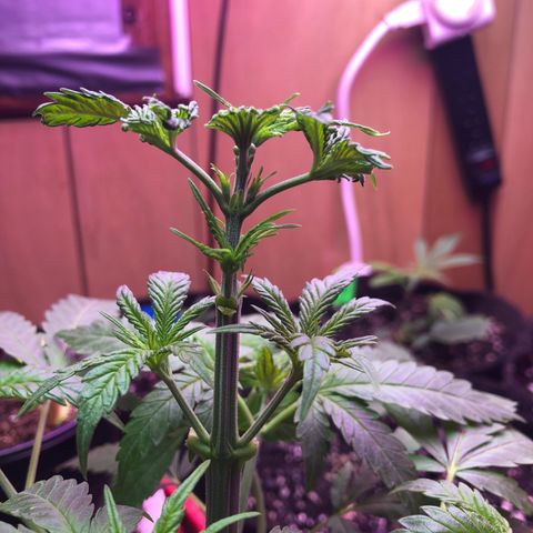 G13 growlog timeline photo