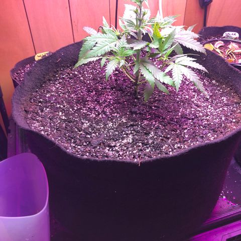 G13 growlog timeline photo