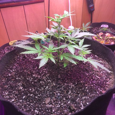 G13 growlog timeline photo