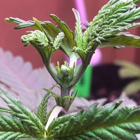 G13 growlog timeline photo