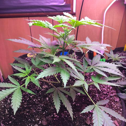 G13 growlog timeline photo