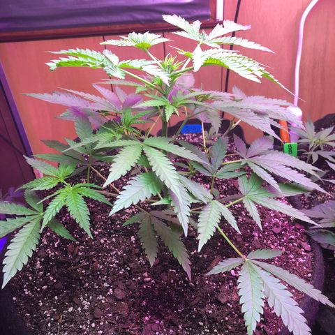 G13 growlog timeline photo