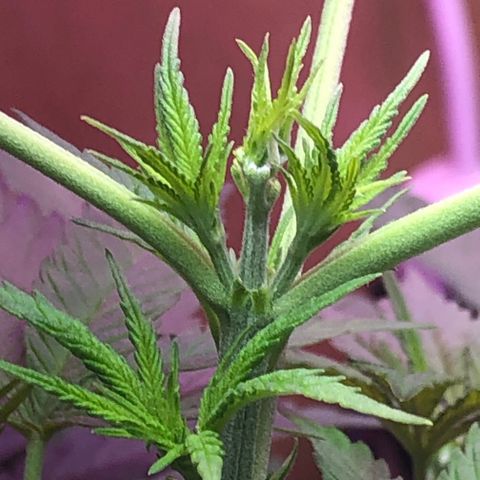 G13 growlog timeline photo