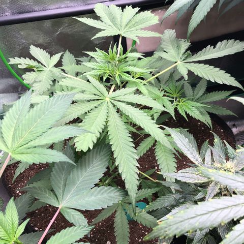 G13 growlog photo: Stated Recharge 