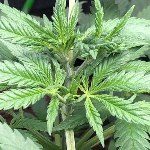 G13 growlog photo: Stated Recharge 