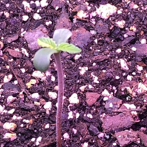 Grand Daddy Purple #1 growlog timeline photo
