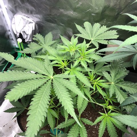 G13 growlog timeline photo