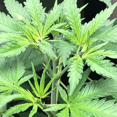 G13 growlog timeline photo