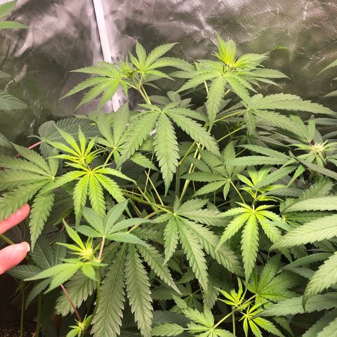 G13 growlog timeline photo