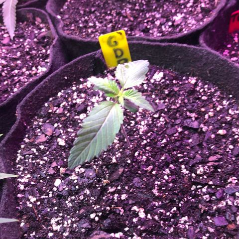 Grand Daddy Purple #1 growlog timeline photo