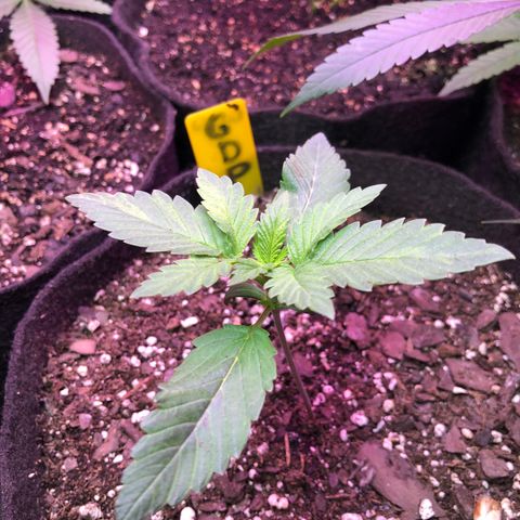 Grand Daddy Purple #1 growlog timeline photo