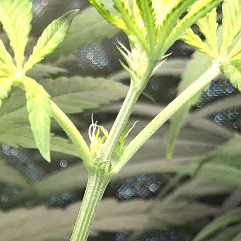 G13 growlog timeline photo