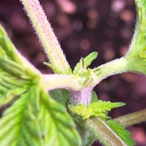 Grand Daddy Purple #1 growlog timeline photo