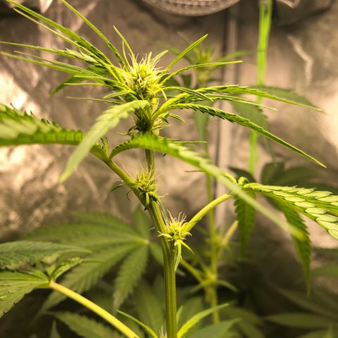 G13 growlog timeline photo