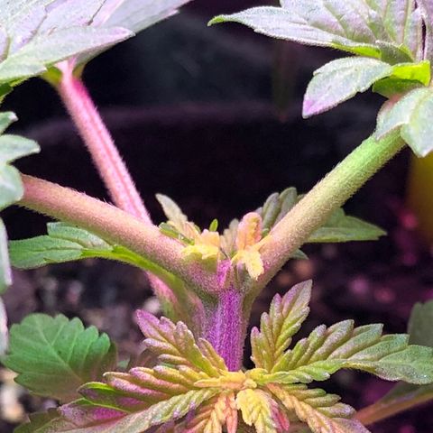 Grand Daddy Purple #1 growlog photo: 3 days  after topped 