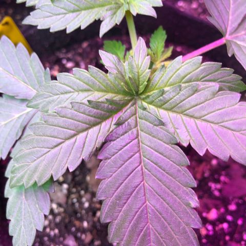 Grand Daddy Purple #1 growlog photo: 2 weeks old 
7 fingers already ! 