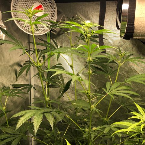 G13 growlog timeline photo