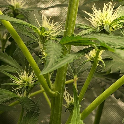 G13 growlog timeline photo