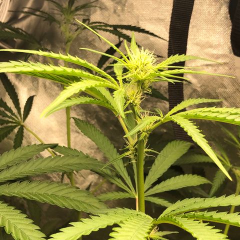 G13 growlog timeline photo