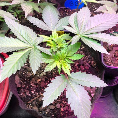 Grand Daddy Purple #1 growlog timeline photo