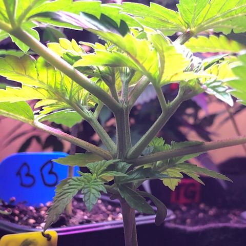 Grand Daddy Purple #1 growlog timeline photo