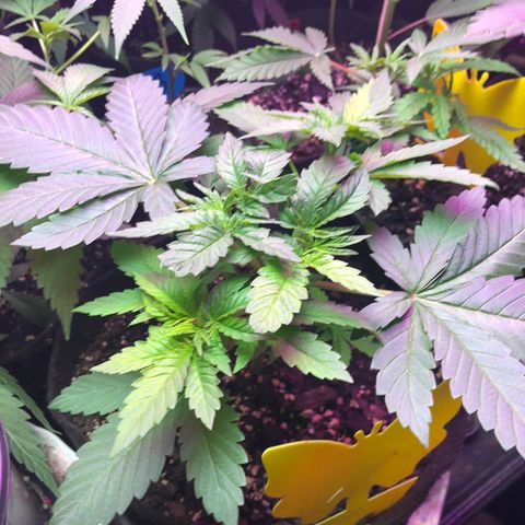 Grand Daddy Purple #1 growlog timeline photo