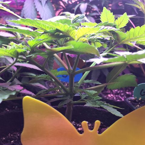 Grand Daddy Purple #1 growlog timeline photo
