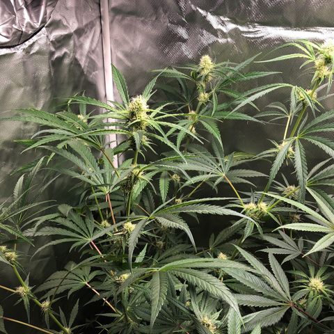 G13 growlog timeline photo