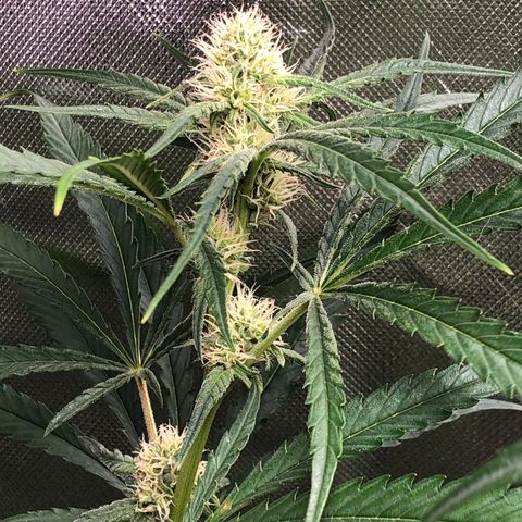 G13 growlog timeline photo