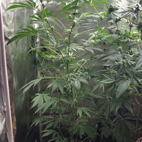 G13 growlog timeline photo