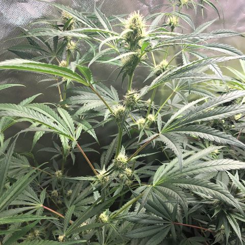G13 growlog timeline photo