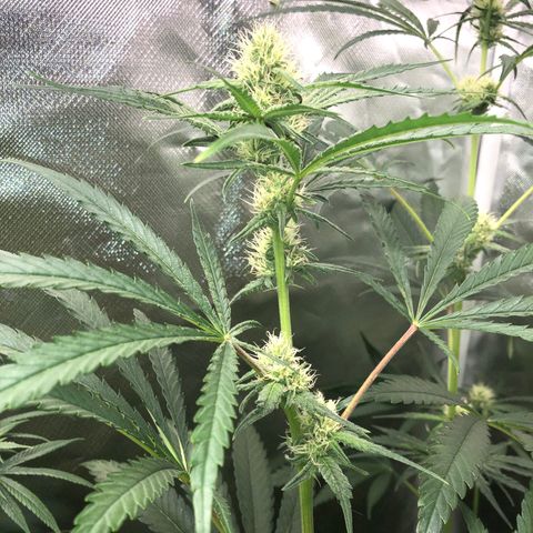 G13 growlog timeline photo