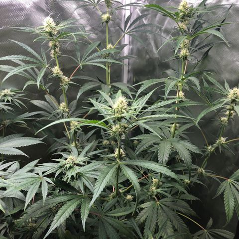 G13 growlog timeline photo