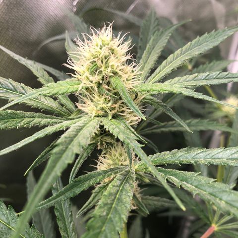 G13 growlog timeline photo