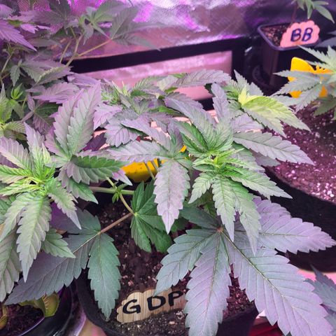 Grand Daddy Purple #1 growlog timeline photo