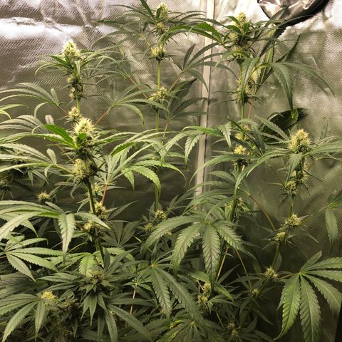 G13 growlog timeline photo