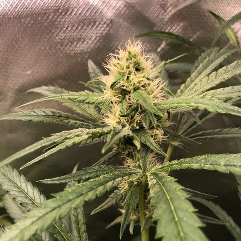 G13 growlog timeline photo