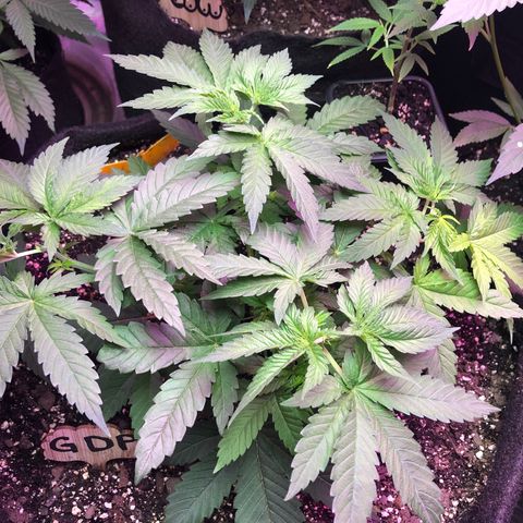 Grand Daddy Purple #1 growlog timeline photo
