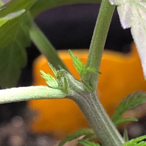 Grand Daddy Purple #1 growlog timeline photo