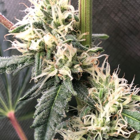 G13 growlog timeline photo