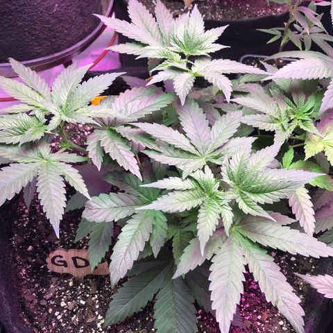 G13 growlog timeline photo