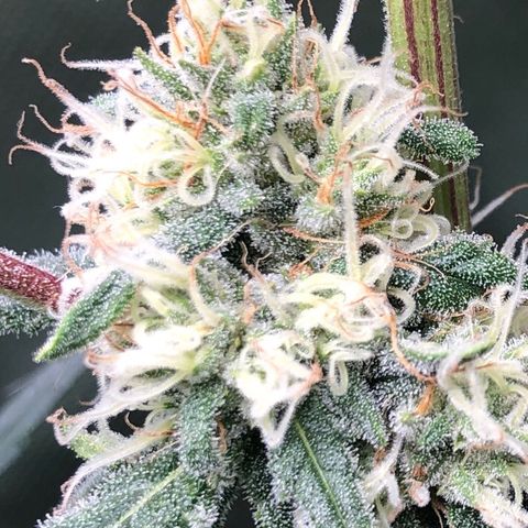 G13 growlog timeline photo