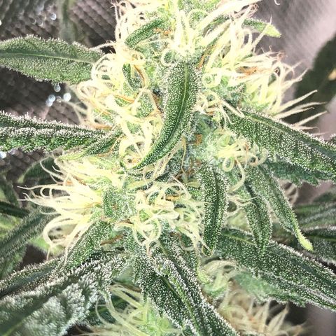 G13 growlog timeline photo